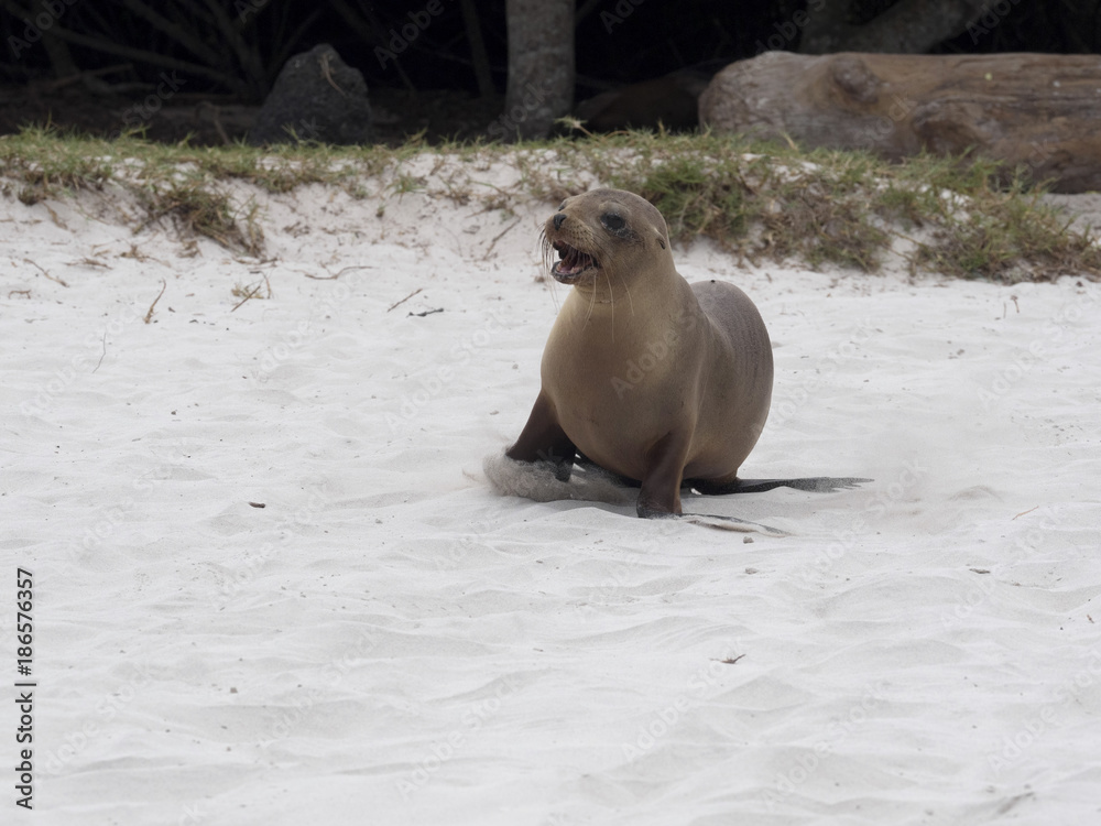 Obraz premium Sea Lion, Zalophus californianus wollebaeki, running on the beach calling mother San Cristobal, Galapagos, Ecuador
