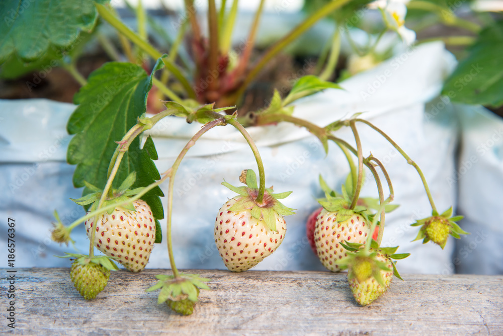 Strawberry plantation on a plateau