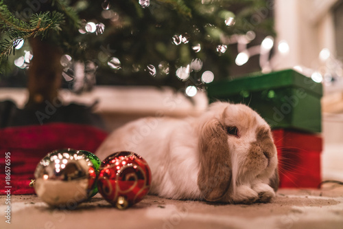 Bunny Christmas Present