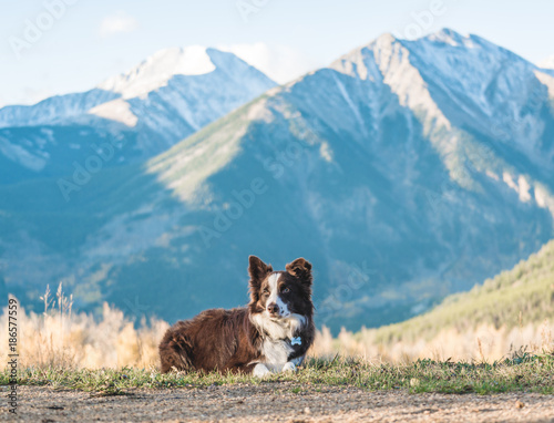 Border Collie and Mountains