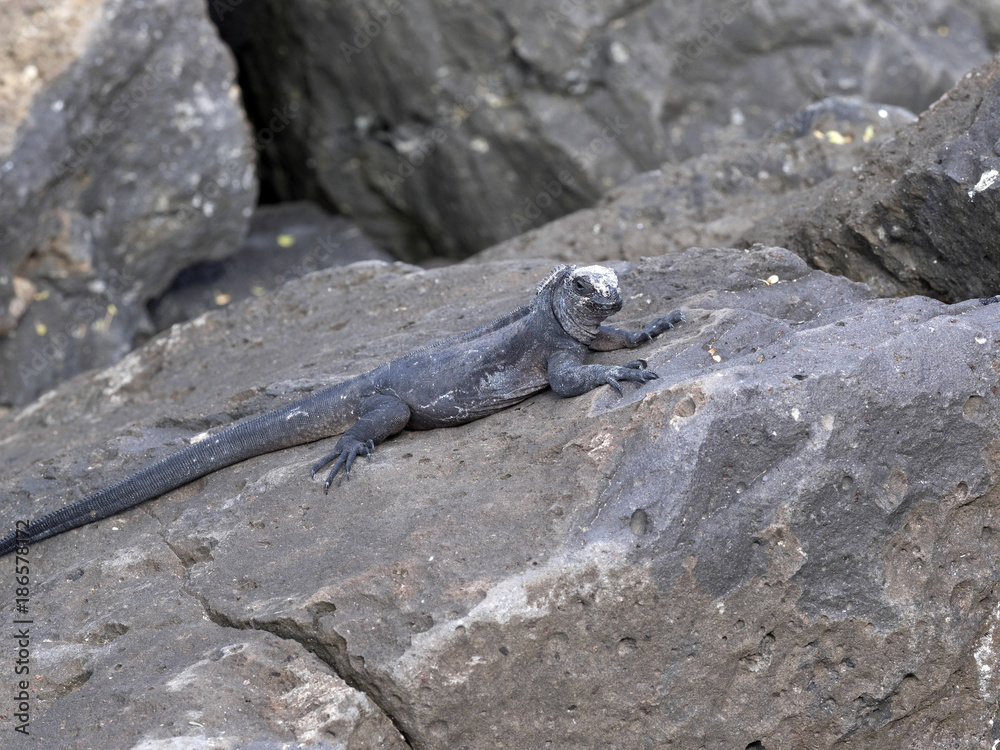 Marine Iguana, Amblyrhynchus cristatus mertensi, San Cristobal, Galapagos, Ecuador Marine Iguana, Amblyrhynchus cristatus mertensi, San Cristobal, Galapagos, Ecuador