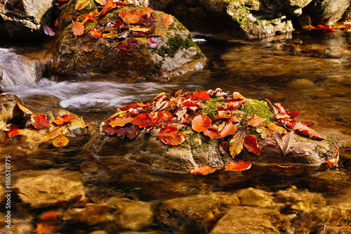 Detail in der Nähe der Bärenschützklamm (Mixnitzbach) © Insp.Clouseau