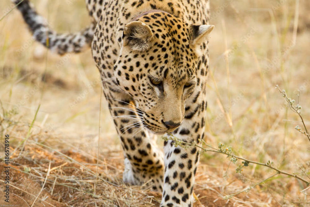 Leopard, Ongava, Namibia Leopard, Ongava, Namibia