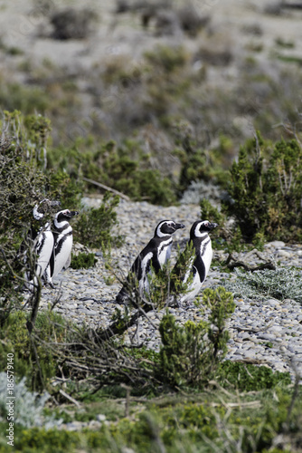 Magellanic Penguin