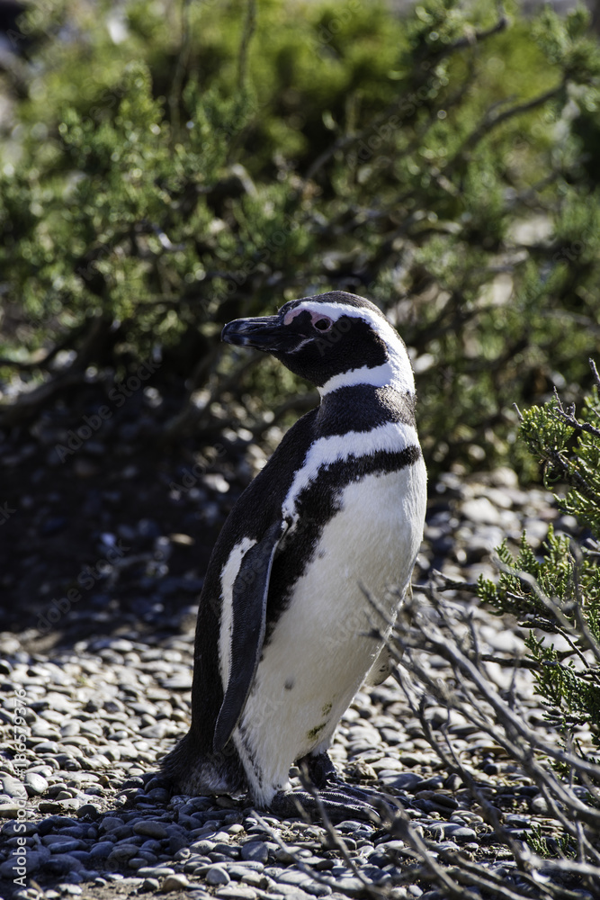 Obraz premium Magellanic Penguin