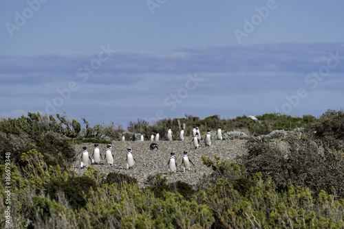 Magellanic Penguin