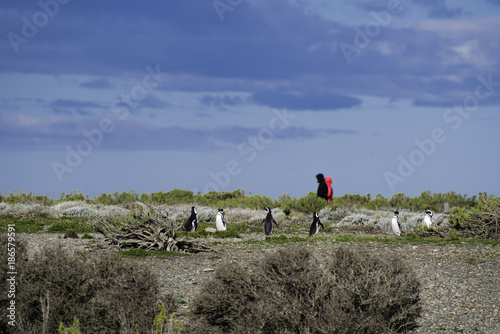Magellanic Penguin