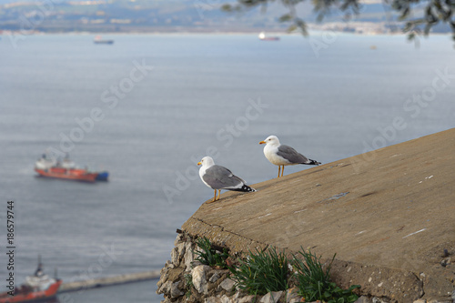 Two seagulls are sitting at rock of Gibraltar and looking on sea bay