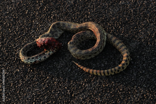 Dead snake on road