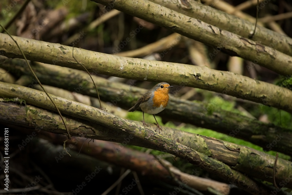 Erithacus rubecula. European small bird, ubiquitous throughout Europe. Besides the north of Scandinavia, it is also found in north-west Asia and North Africa. Free nature. The wild nature of the Czech Erithacus rubecula. European small bird, ubiquitous throughout Europe. Besides the north of Scandinavia, it is also found in north-west Asia and North Africa. Free nature. The wild nature of the Czech
