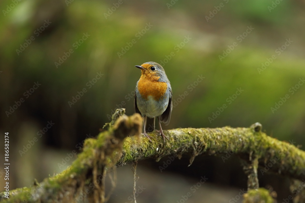 Erithacus rubecula. European small bird, ubiquitous throughout Europe. Besides the north of Scandinavia, it is also found in north-west Asia and North Africa. Free nature. The wild nature of the Czech