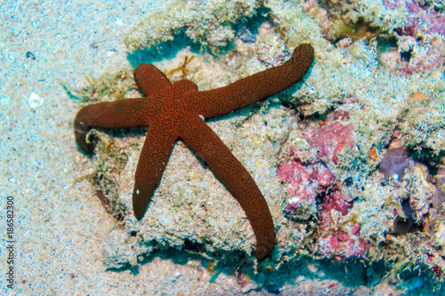 Red starfish on the coral wall. The Island Of Mindoro. Philippines. © Artur