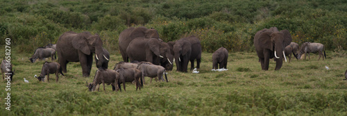 Elephants and animals