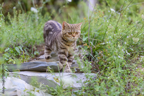 Brown Scottish Straight Cat