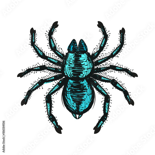 spider tarantula vector color drawing