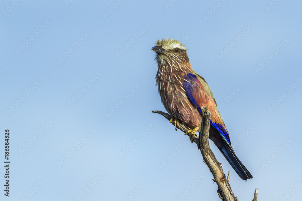 Rufous crowned Roller in Kruger National park, South Africa Rufous crowned Roller in Kruger National park, South Africa