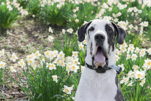 Panting harlequin great dane dog with spring flowers in the background