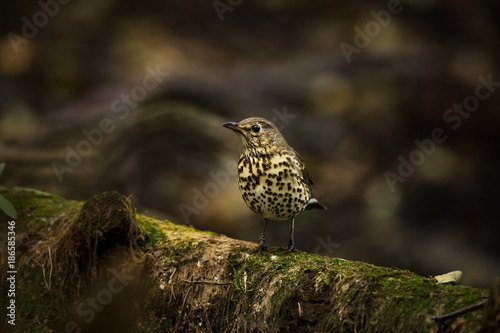 Turdus philomelos. Resident of forests and gardens. Expanded throughout Europe. Wild nature of Czech. Free nature. Photographed in Czech. Spring. Beautiful nature photos. From bird life.