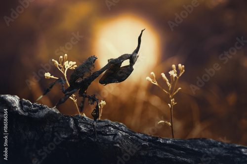 Ghos mantis in sunset, Phyllocrania paradoxa photo