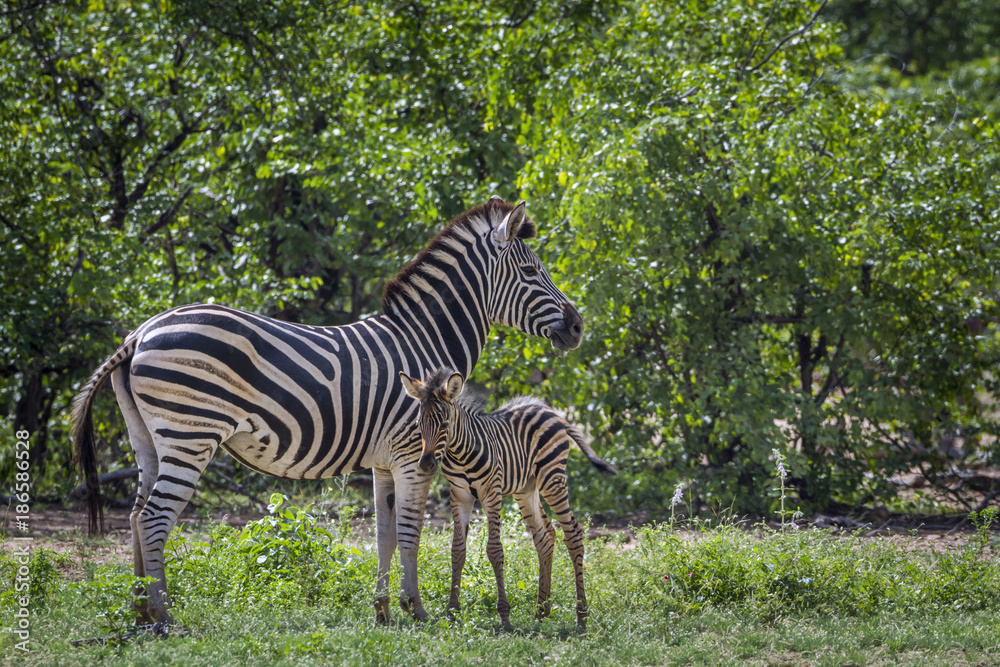 Naklejka premium Plains zebra in Kruger National park, South Africa