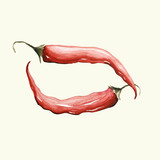 Papryka chili - ilustracja ręcznie malowana