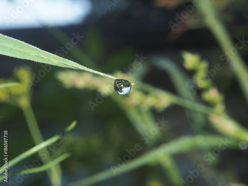The droplet of water on the tip of a leaf of grass. In the droplet you can see the reflection of the surrounding vegetation.