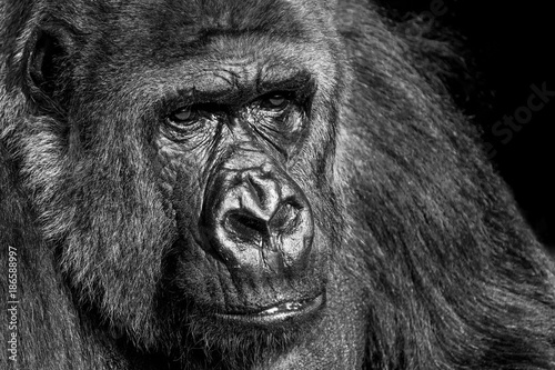 gorilla © carmelo