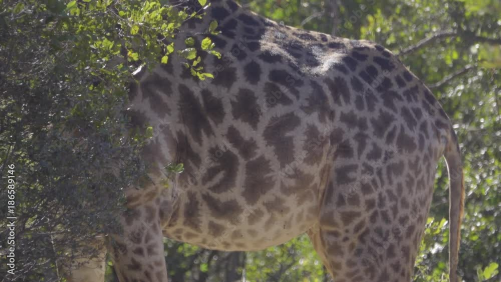 The intricate spots of a giraffe The intricate spots of a giraffe
