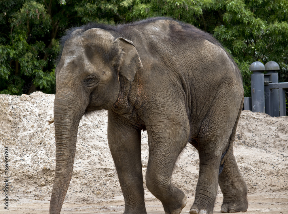 Obraz premium słoń