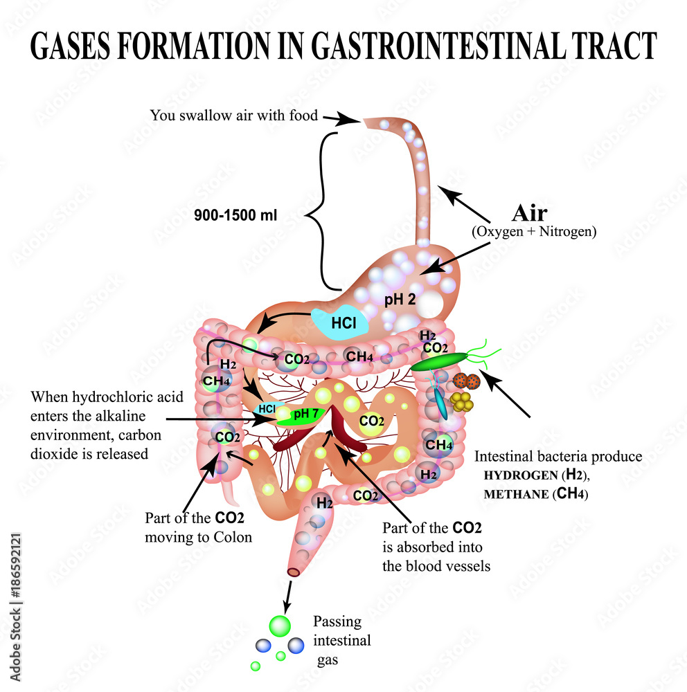 Formation of gases in the gastrointestinal tract. Esophagus, stomach