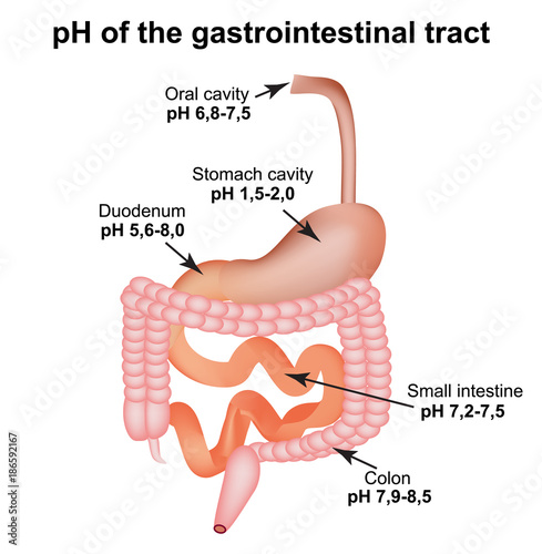 pH of the gastrointestinal tract. Esophagus, stomach, duodenum, small intestine, colon. Digestion. Infographics. Vector illustration on isolated background.