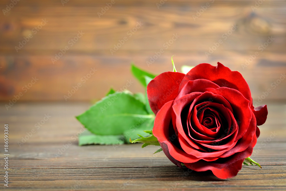Valentines day card with red rose on wooden background with copy space. Love concept. Valentines day card with red rose on wooden background with copy space. Love concept.