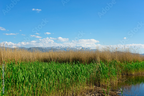 Green and yellow reeds in a pond under clear blue skies