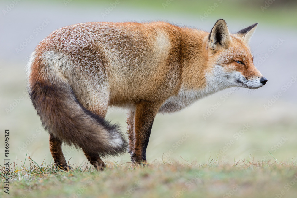 Red Fox in winter habitat Red Fox in winter habitat
