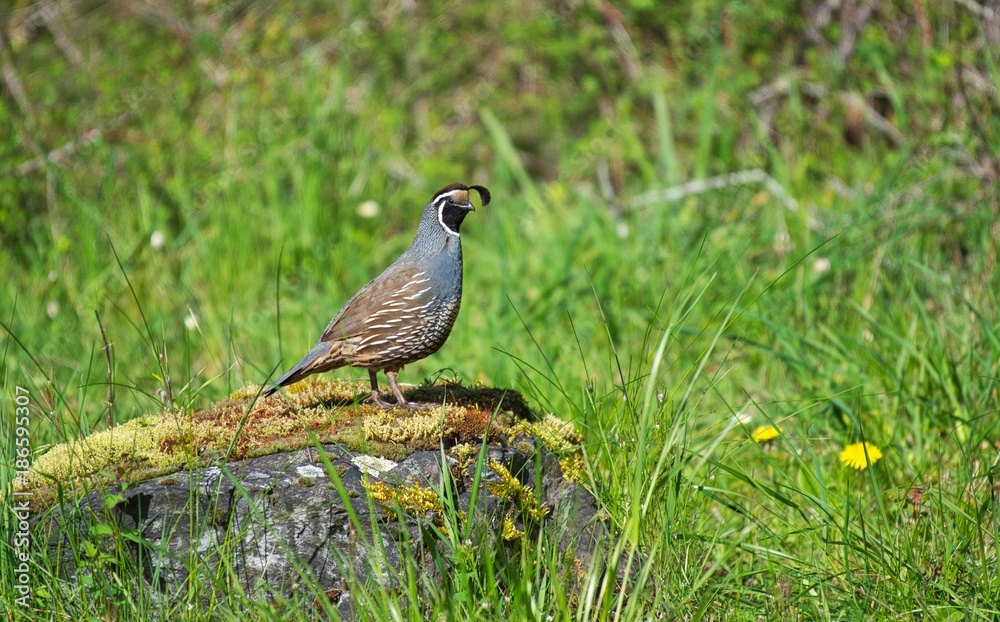 California quail perched on a rock watching you California quail perched on a rock watching you