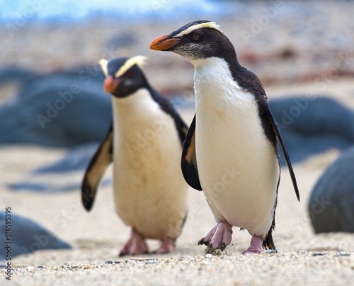 Fiordland crested penguins on the coast of New Zealand photo