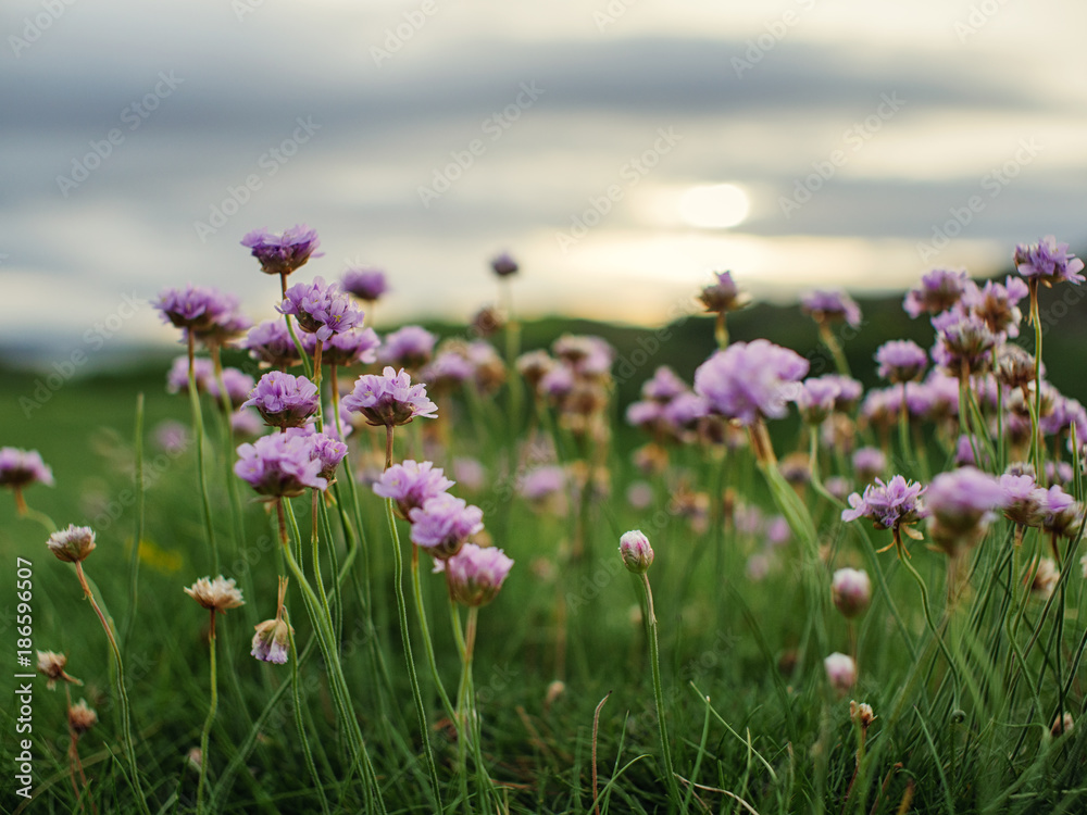 Obraz premium wild flower against sunset background,Northern Ireland