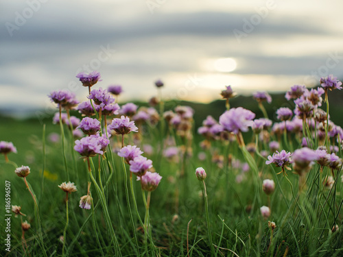 wild flower against sunset background Northern Ireland