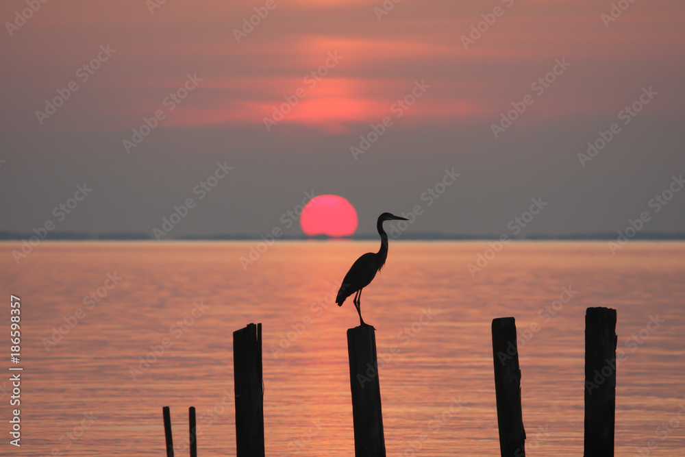 Fototapeta premium Czaplia tyczenie na palowaniu przy wschodem słońca na Chesapeake zatoce w Chesapeake plaży, Calvert okręg administracyjny, Maryland, usa.