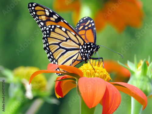 Toronto Lake Monarch Butterfly and Mexican Sunflower 2016 © emkaplin