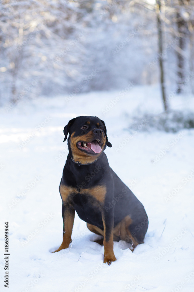Beautiful Rottweiler dog in the snow in the forest, in a snowy forest.