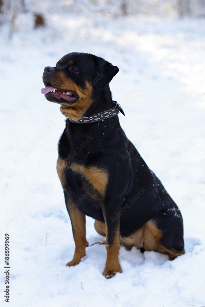 Beautiful Rottweiler dog in the snow in the forest, in a snowy forest. Beautiful Rottweiler dog in the snow in the forest, in a snowy forest.
