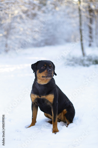 Beautiful Rottweiler dog in the snow in the forest, in a snowy forest.