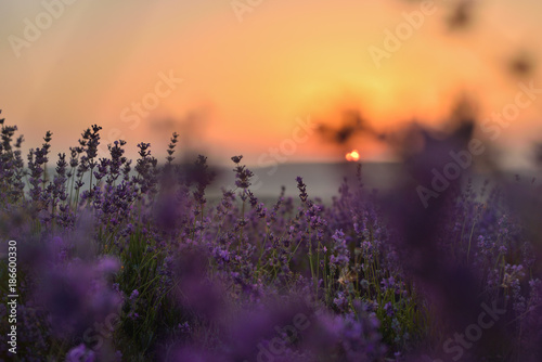 Flowering lavender field in summer at sunset
