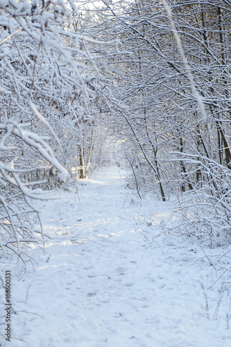 Winter, forest, snow. Snow-covered pine forest, trees in the snow, a beautiful winter landscape, nature. © Alexander