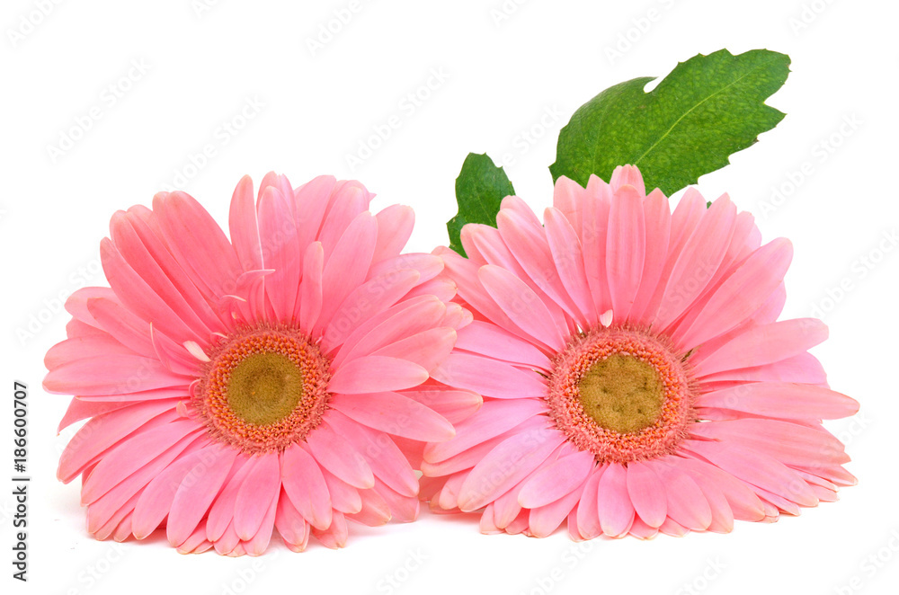 Pink gerbera flower. Isolated on white background Pink gerbera flower. Isolated on white background