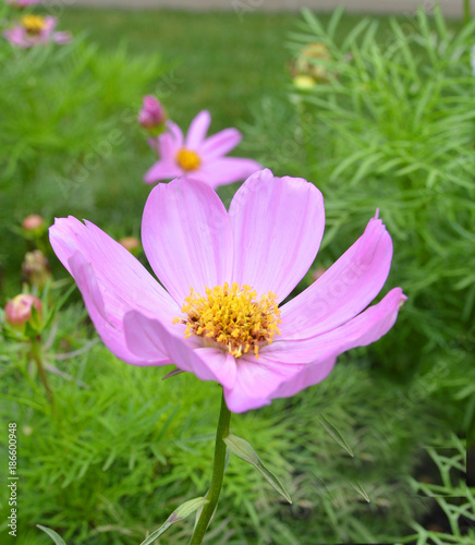 Daisy flower - Spring flower field close up