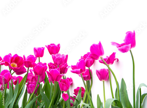 Fototapeta Naklejka Na Ścianę i Meble -  pink tulip on white background