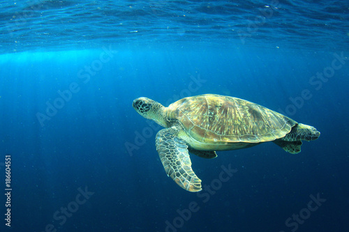 Green Sea Turtle