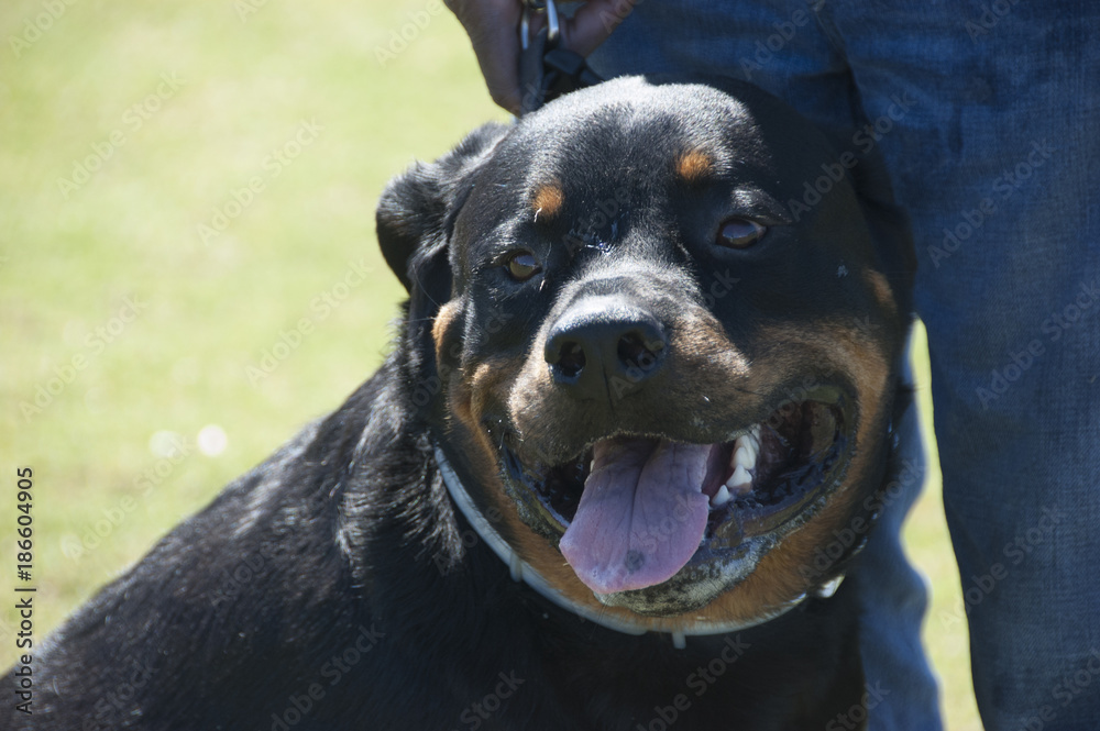 Fototapeta premium Rottweiler